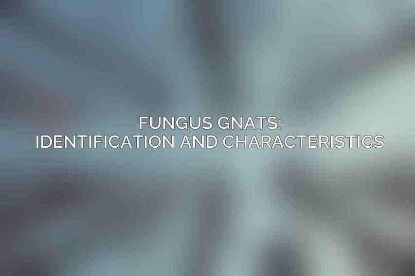 Fungus Gnats: Identification and Characteristics